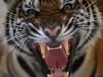 Watch 20 Animals That Will Kill You Putlocker
