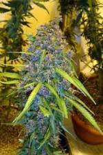 Watch Marijuana: It�s Time for a Conversation Putlocker